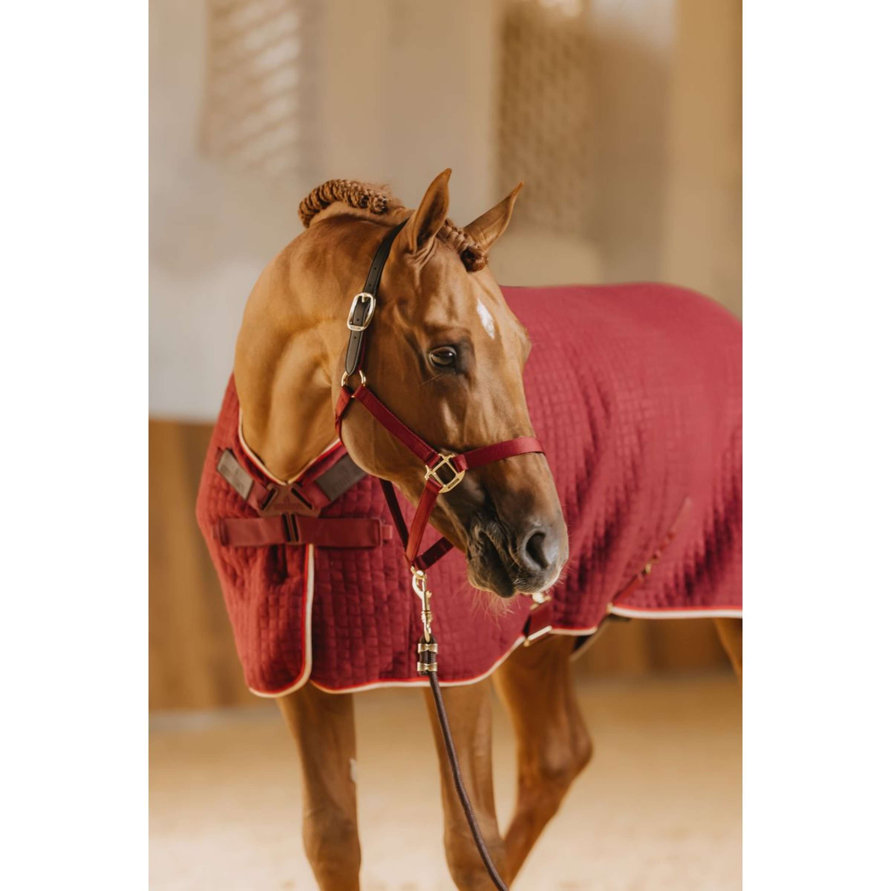 Kentucky Halster Nylon Breakaway Bordeaux