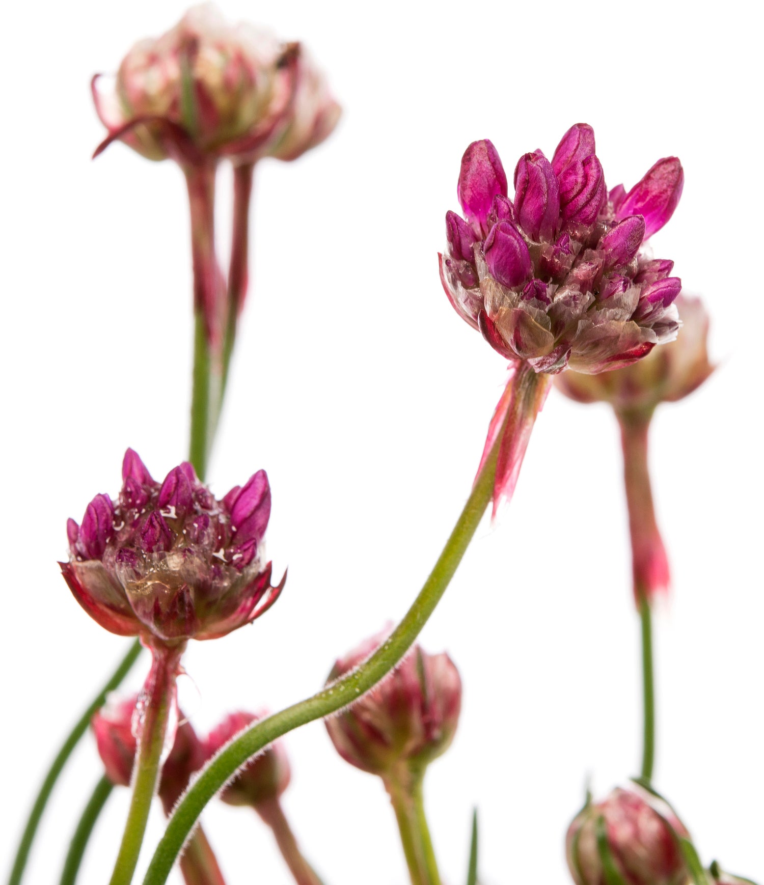 Engels gras (Armeria maritima 'Splendens') D 9 H 10 cm