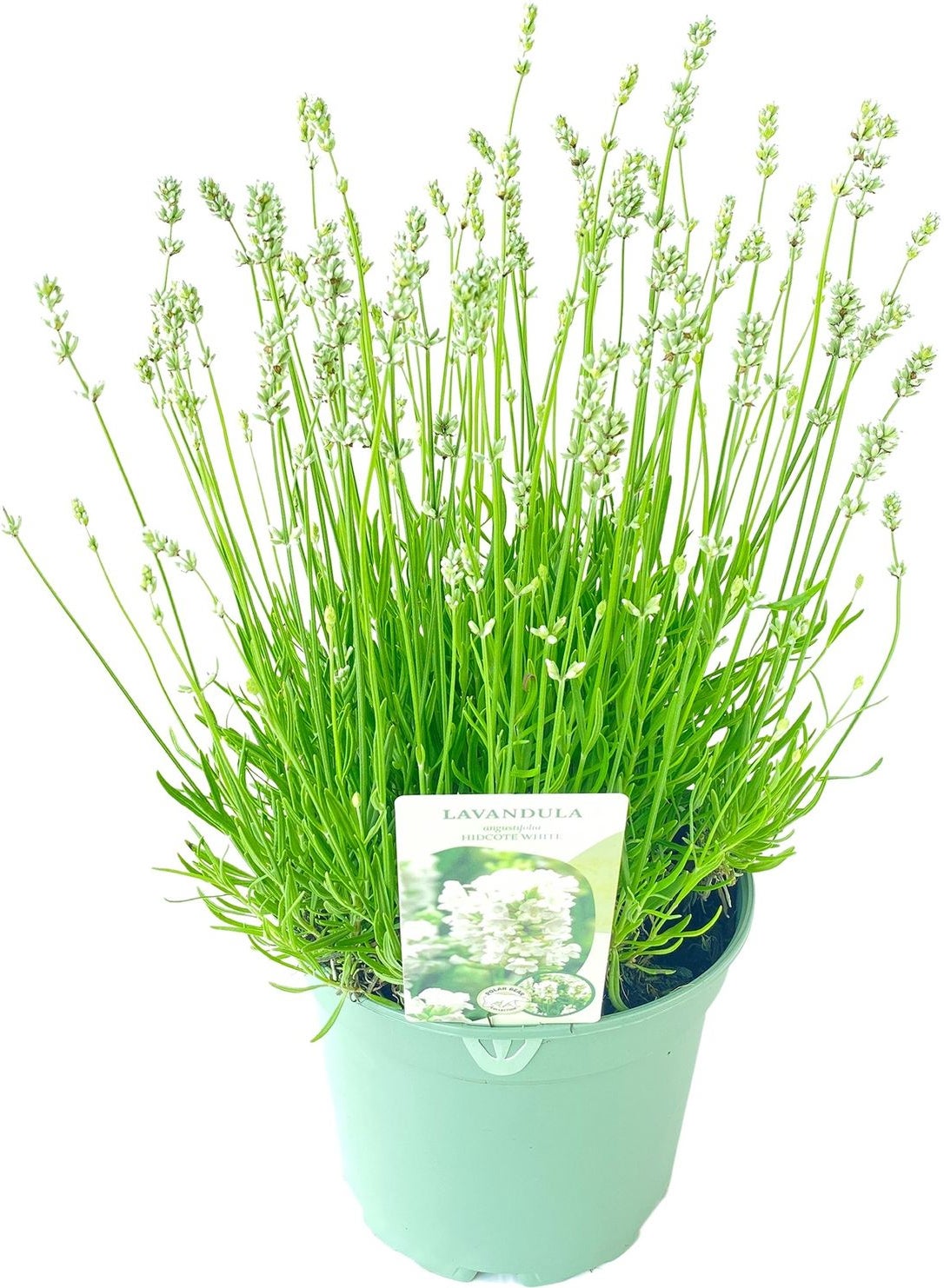 Lavendel (Lavandula angustifolia 'Hidcote White') D 17 H 25 cm