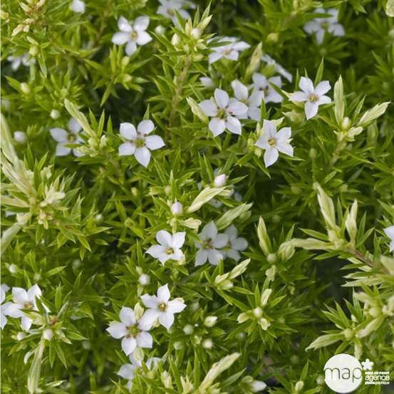 Diosma : conteneur 3 litres Deco