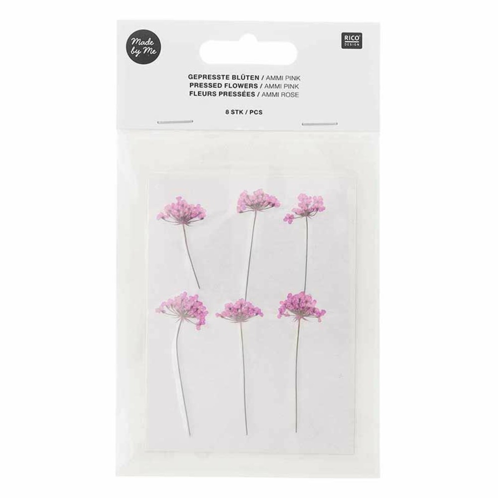 Fleurs d'ammi rose séchées et pressées