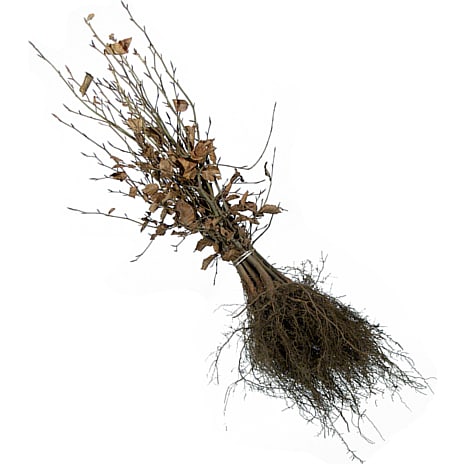 Bøg 50-80 cm - hæk - 10 stk.