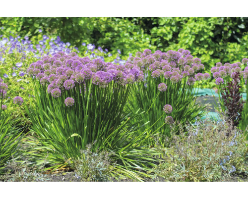 Sierui FloraSelf Allium 'Millenium' Co 3 L