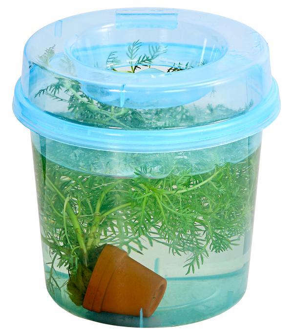 Wasserfeder