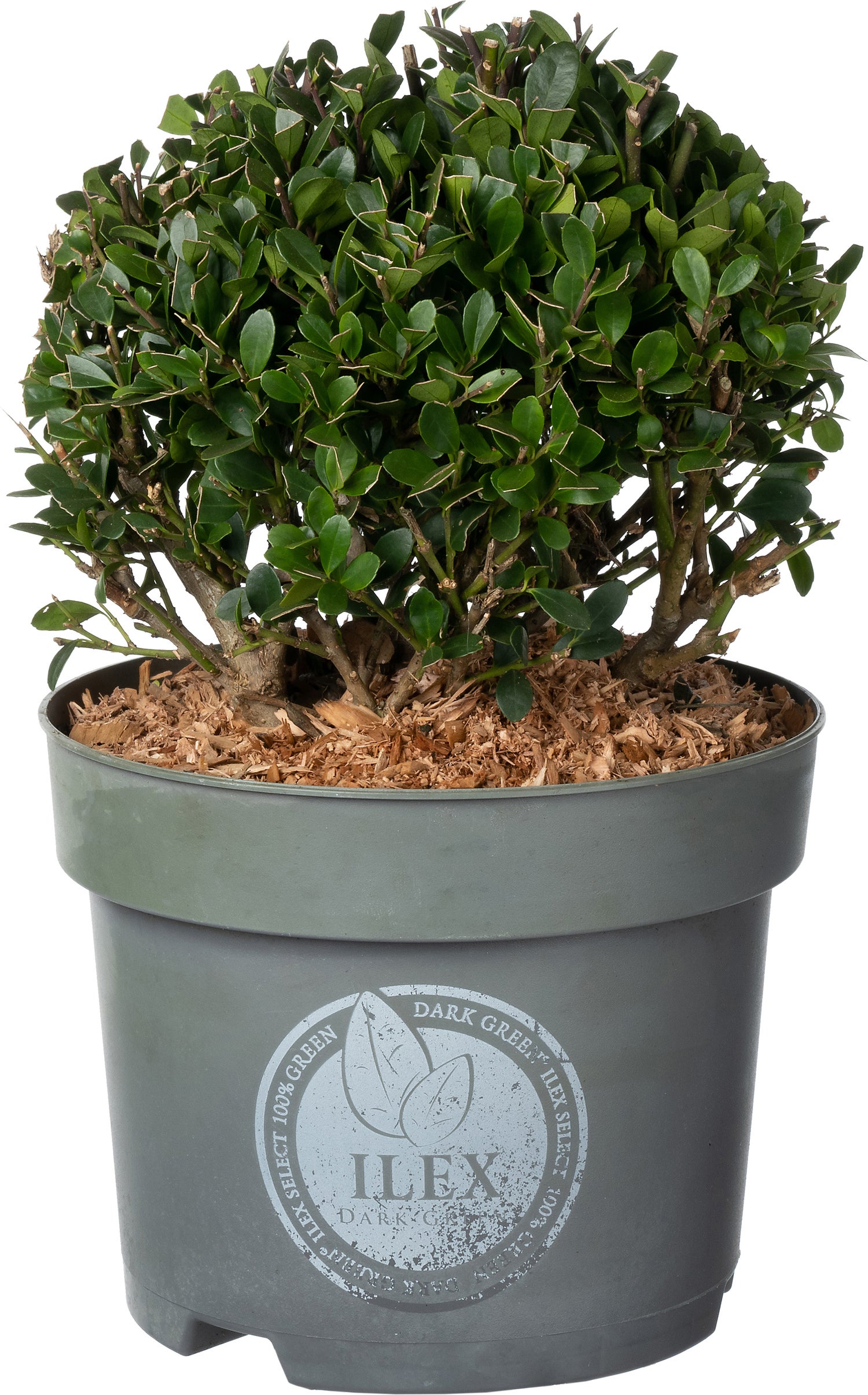 Japanse Hulst in bolvorm (Ilex crenata 'Dark Green') D 17 H 15 cm