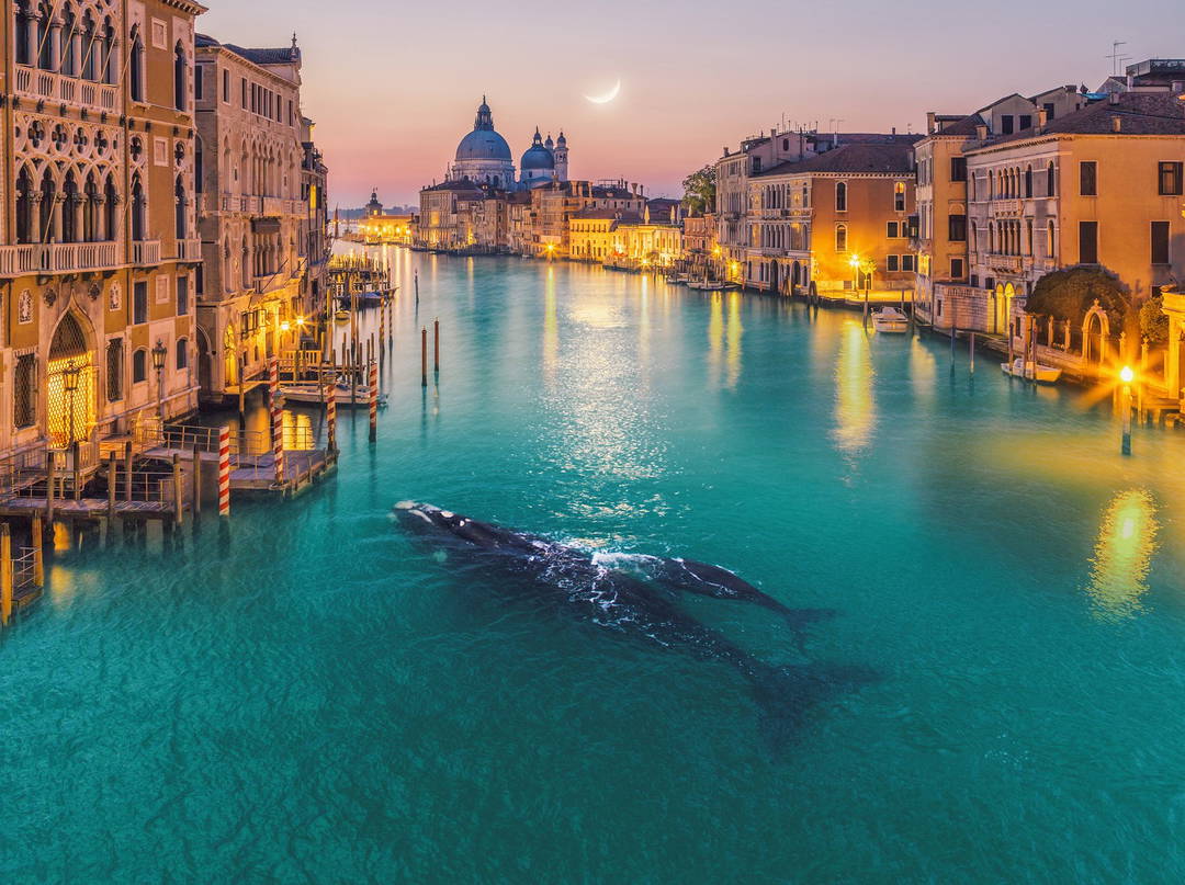Whale in Venice by Robert Jahns - Open Edition.