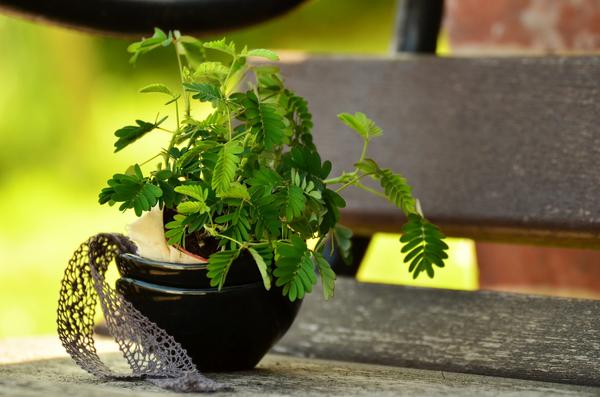 Sinnpflanze - Mimosa pudica