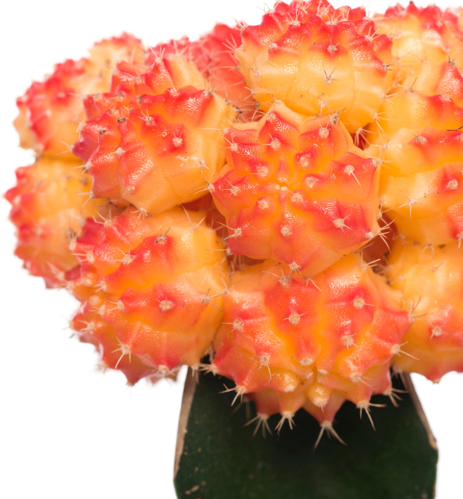 Cactus geënt (Cactus) D 8,5 H 16 cm