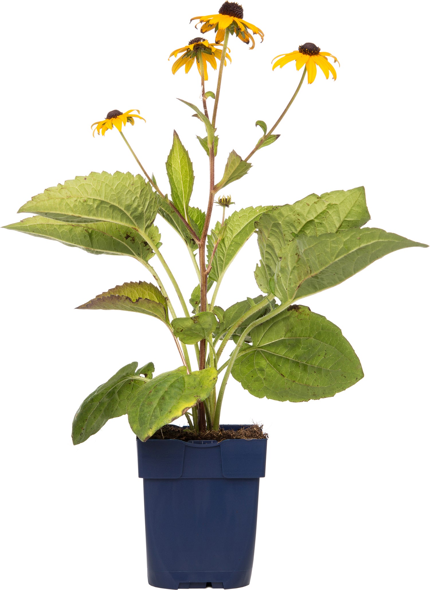 Zonnehoed (Rudbeckia fulgida 'Goldsturm') D 11 H 10 cm