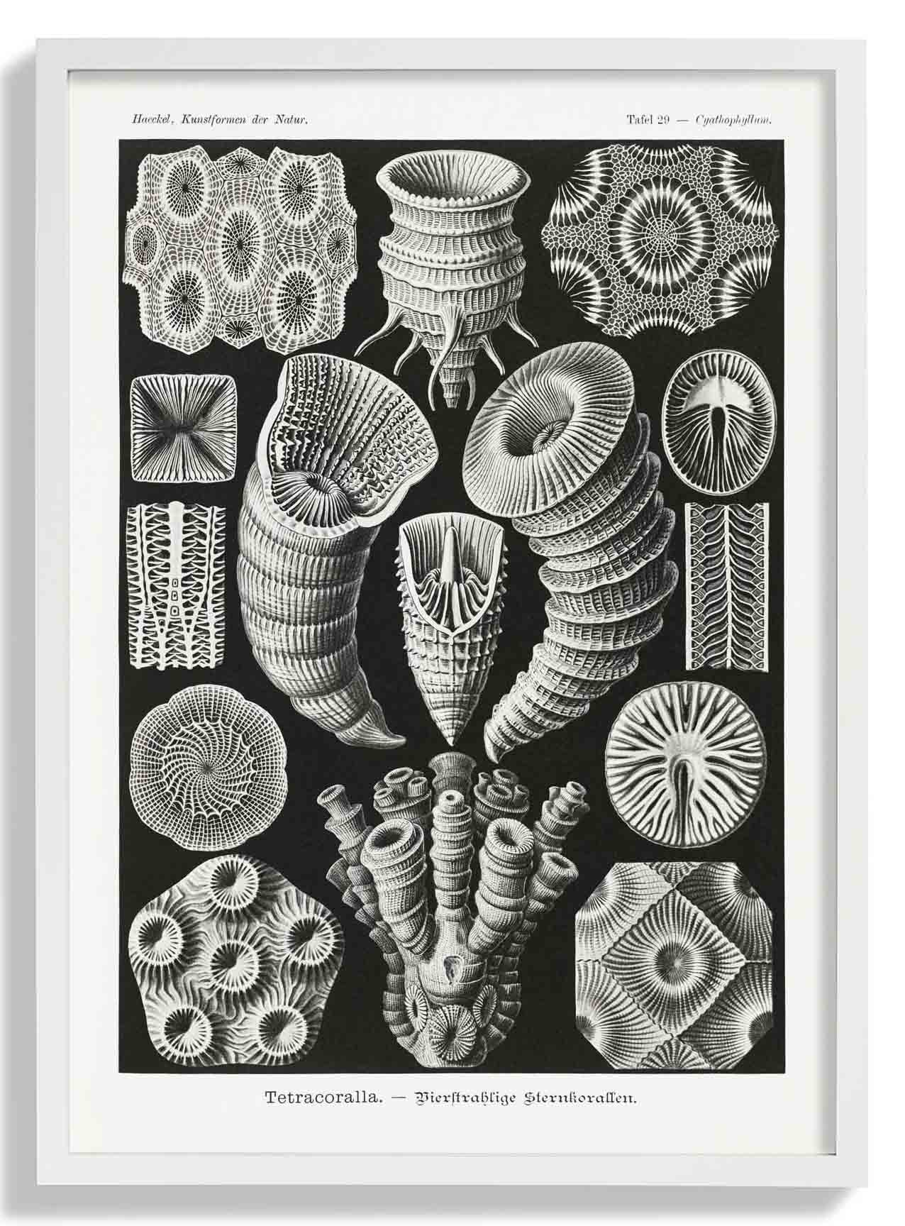 Tetracoralla von Ernst Haeckel