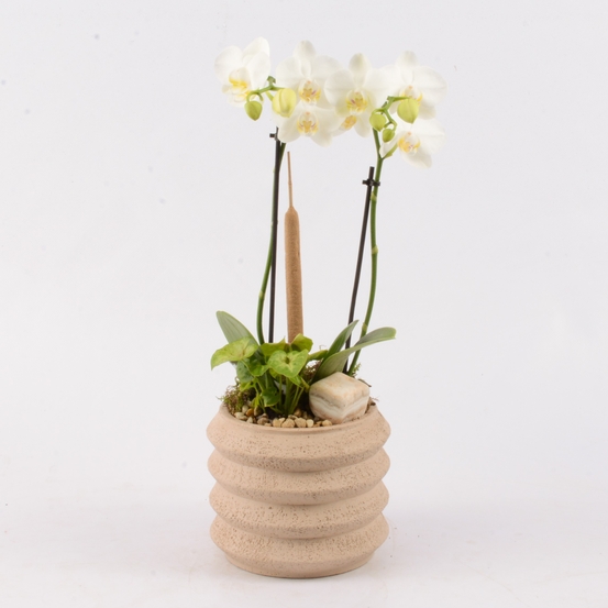 Composition Orchidée Phalaenopsis : H45 cm pot D16 cm