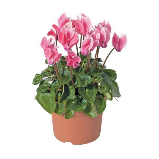 Mini cyclamen : pot D.11cm - Coloris variables