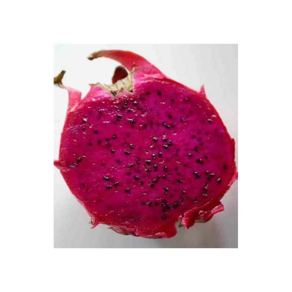 Pitaya hylocereus h. Costaricensis (pitaya ou fruit du dragon) jaune - taille pot de 4 litres ? 40/60 cm