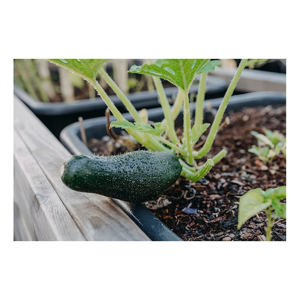 GRØNNSAKSFRØ NELSON GARDEN SQUASH DIAMANT F1