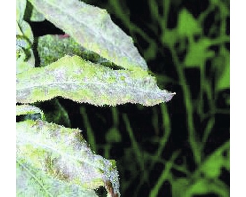 Neudorff Fungisan Rozen Fungicide 16 ml