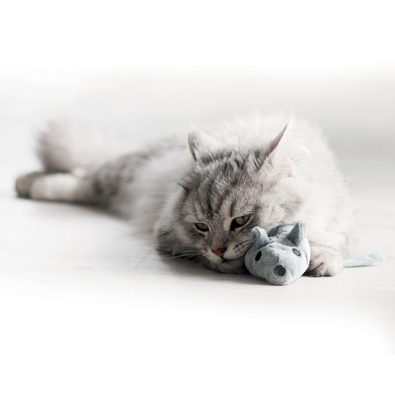 Souris Baldi