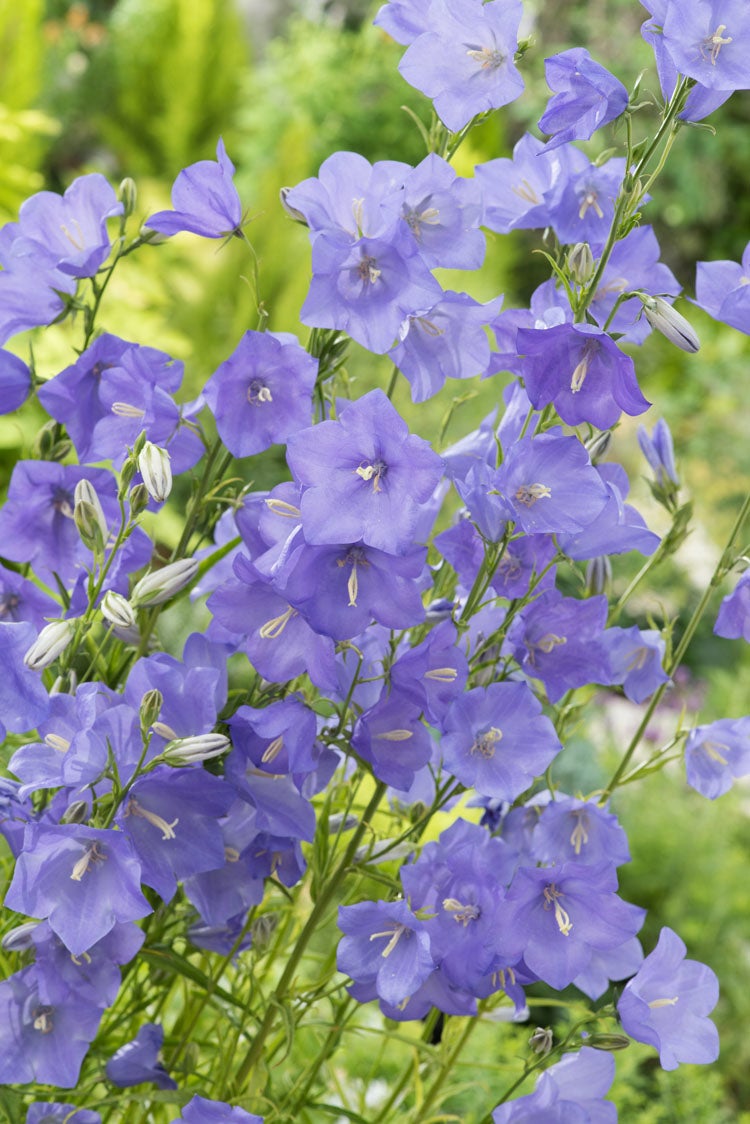 Perzikbladklokje (Campanula persicifolia) D 11 H 15 cm