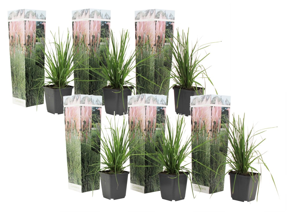 Herbe de la pampa selloana - set de 6 - la pampa - rose - pot 9cm - hauteur 25-40cm