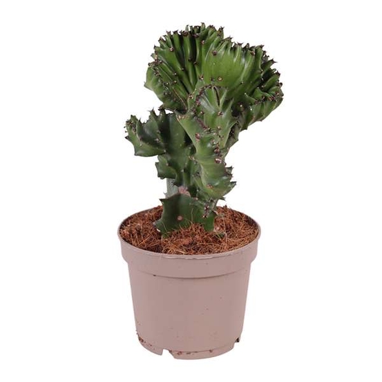 Euphorbia Frankiana - pot D12cm