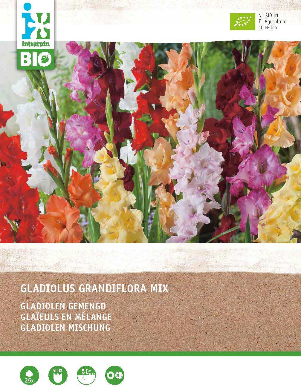 Intratuin biologische bloembollen Gladiool (Gladiolus grandiflora) gemengd 25 stuks