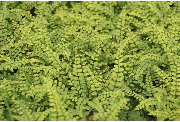 Steenbreekvaren (Asplenium trichomanes) D 9 H 10 cm