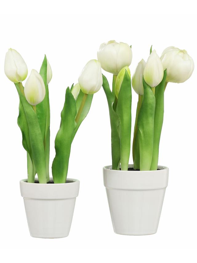 5 Tulpen im Keramiktopf, 2er Set