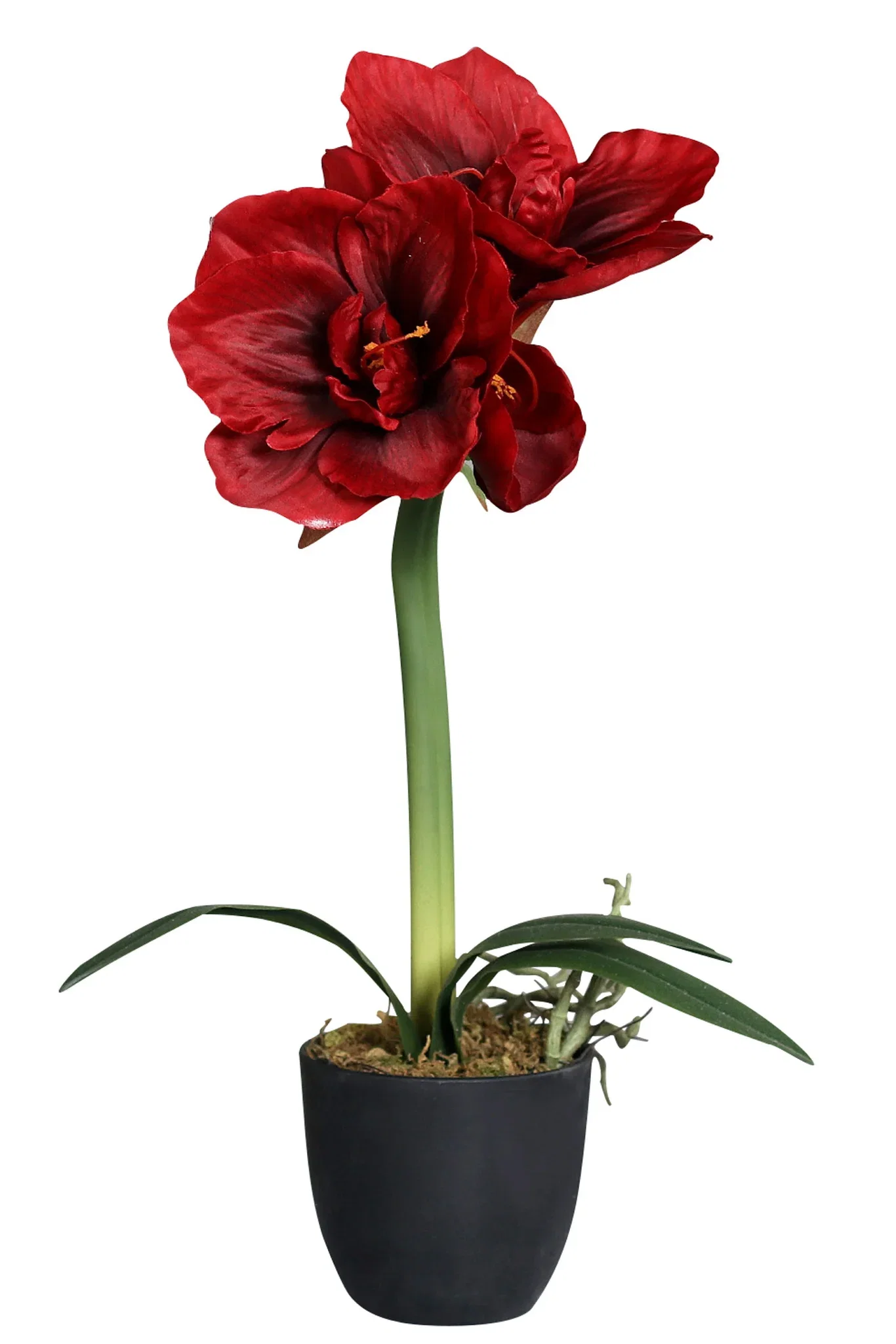 Amaryllis i potte, kunstig Høyde 50 cm