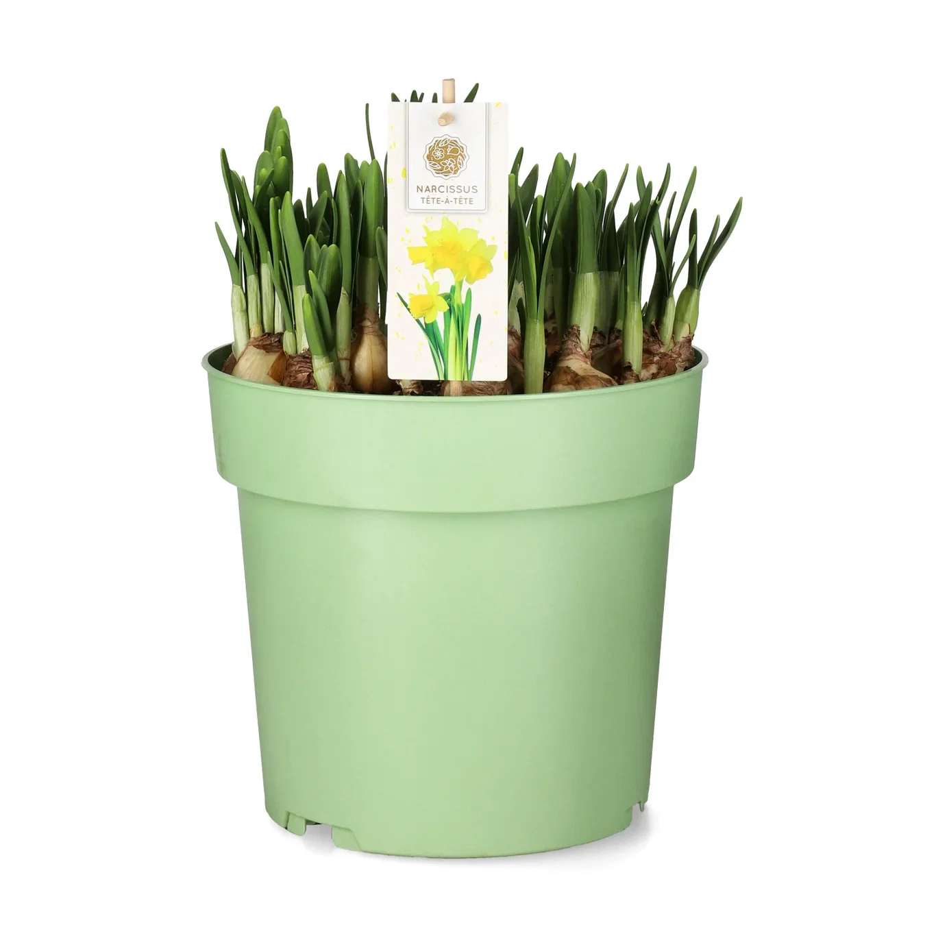 Narcissus × cyclazetta 'Tête-à-tête' Minipåskelilje 'Tete a tete' Ø23 cm