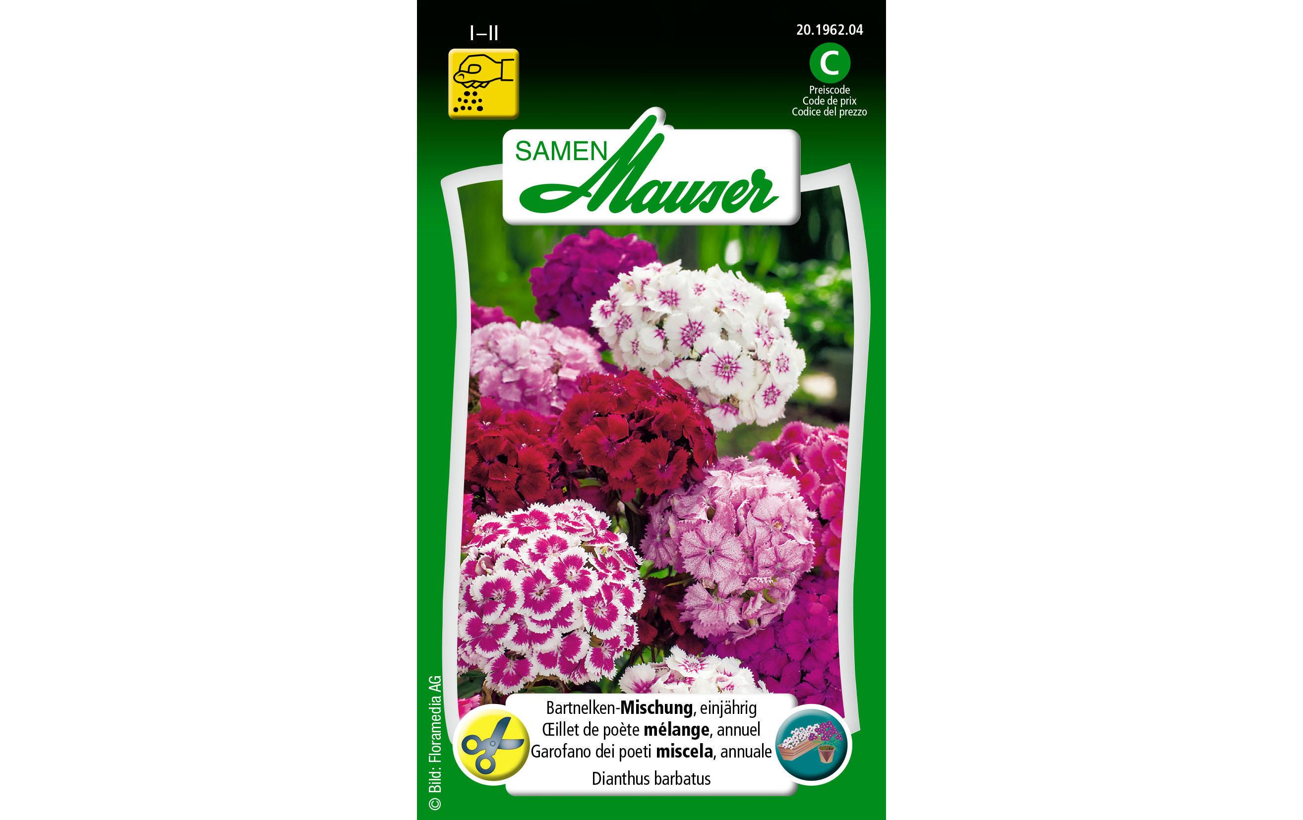 Saatgut Bartnelke einjährige MischungBlumensamen