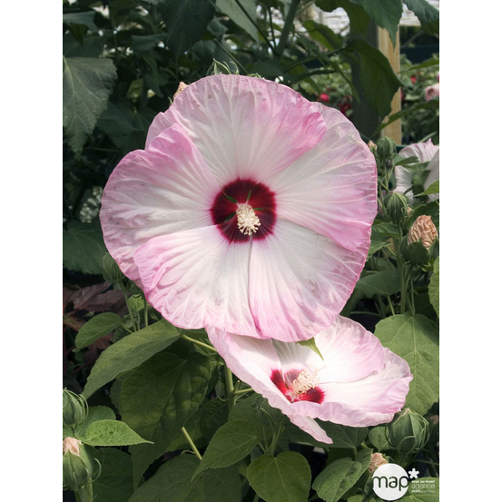 Hibiscus moscheutos : ctr 7 litres