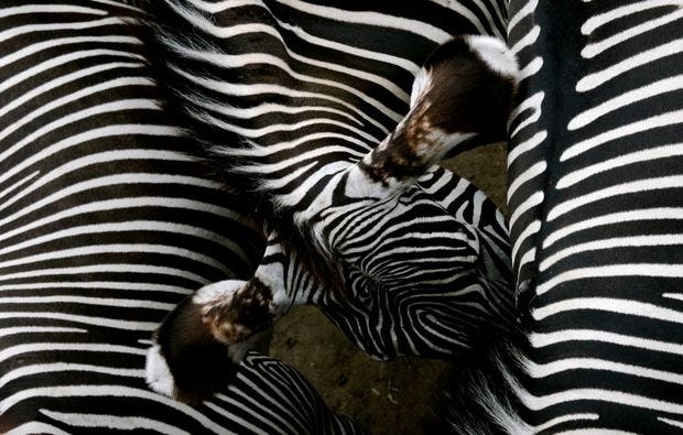 Fotokurs durch den Leipziger Zoo als Geschenk