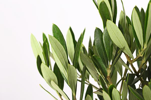 Olive, Stämmchen