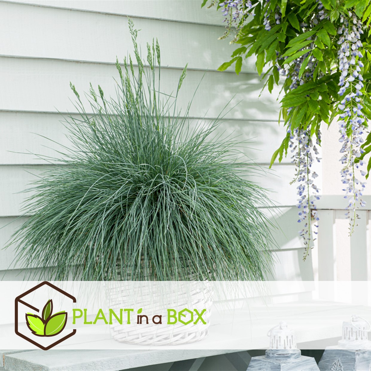 Festuca glauca 'elijah blue' - set de 3 festuca - pot 9cm - hauteur 10-15cm