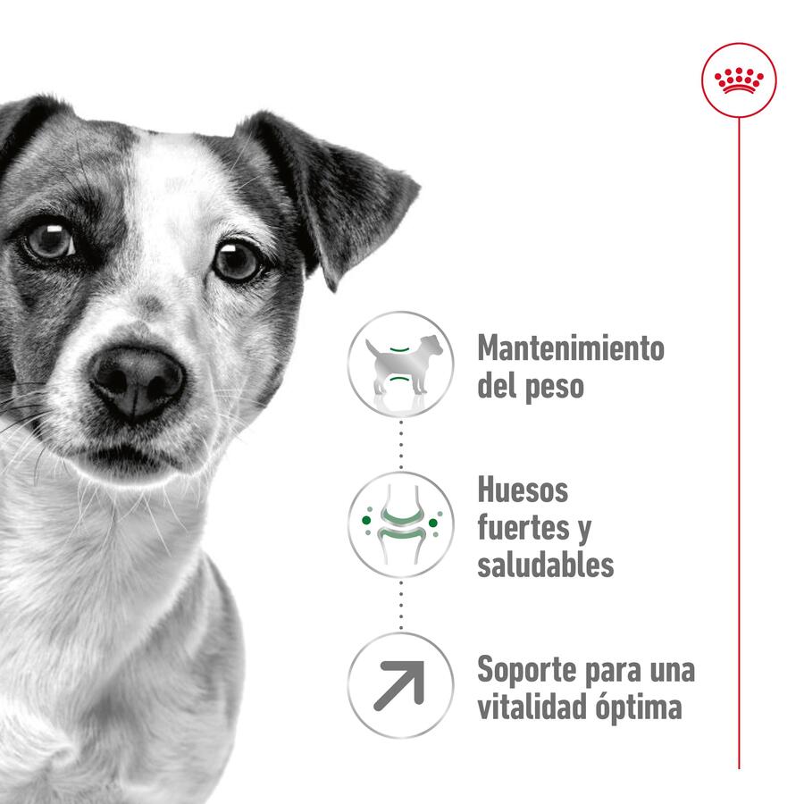 Ração Royal Canin Mini 8+ para cães adultos