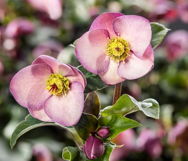 Schneerose 'Ice 'n' Roses® Early Rose' -