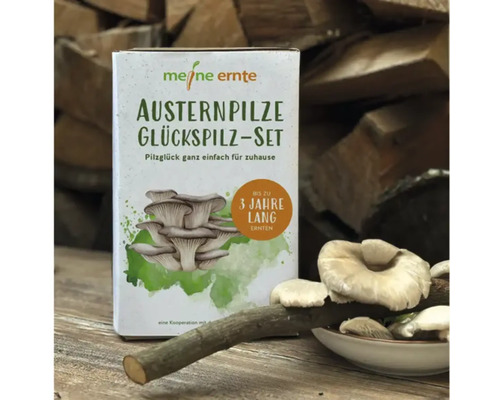 Paddenstoelen kweekset, mijn oogst, oesterzwammen, gelukspaddenstoelenset, complete set met 20 champignondeuvels en 3 substraatblokken van beukenhoutkrullen, oogst tot 3 jaar, oesterzwam, kalfschampignon