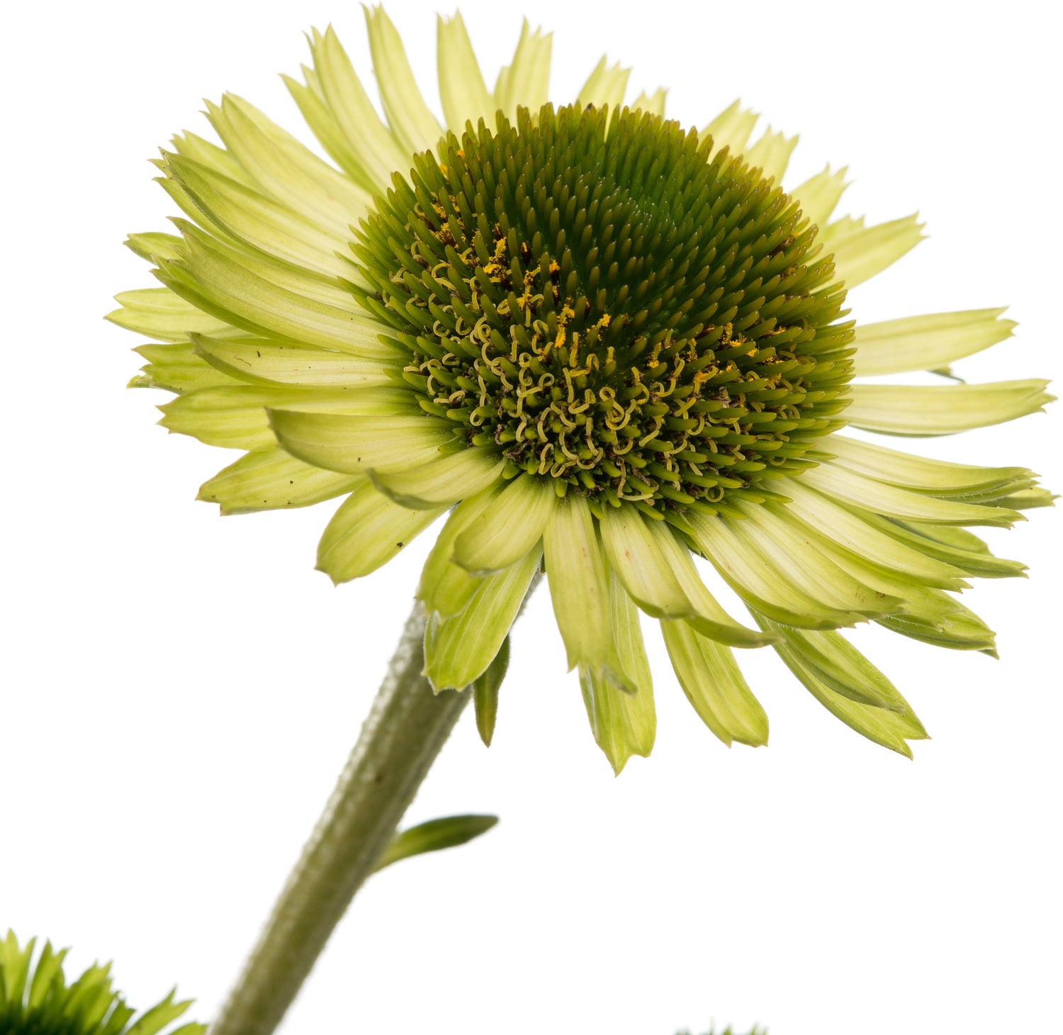 Zonnehoed (Echinacea purpurea 'Green Jewel') D 11 H 10 cm