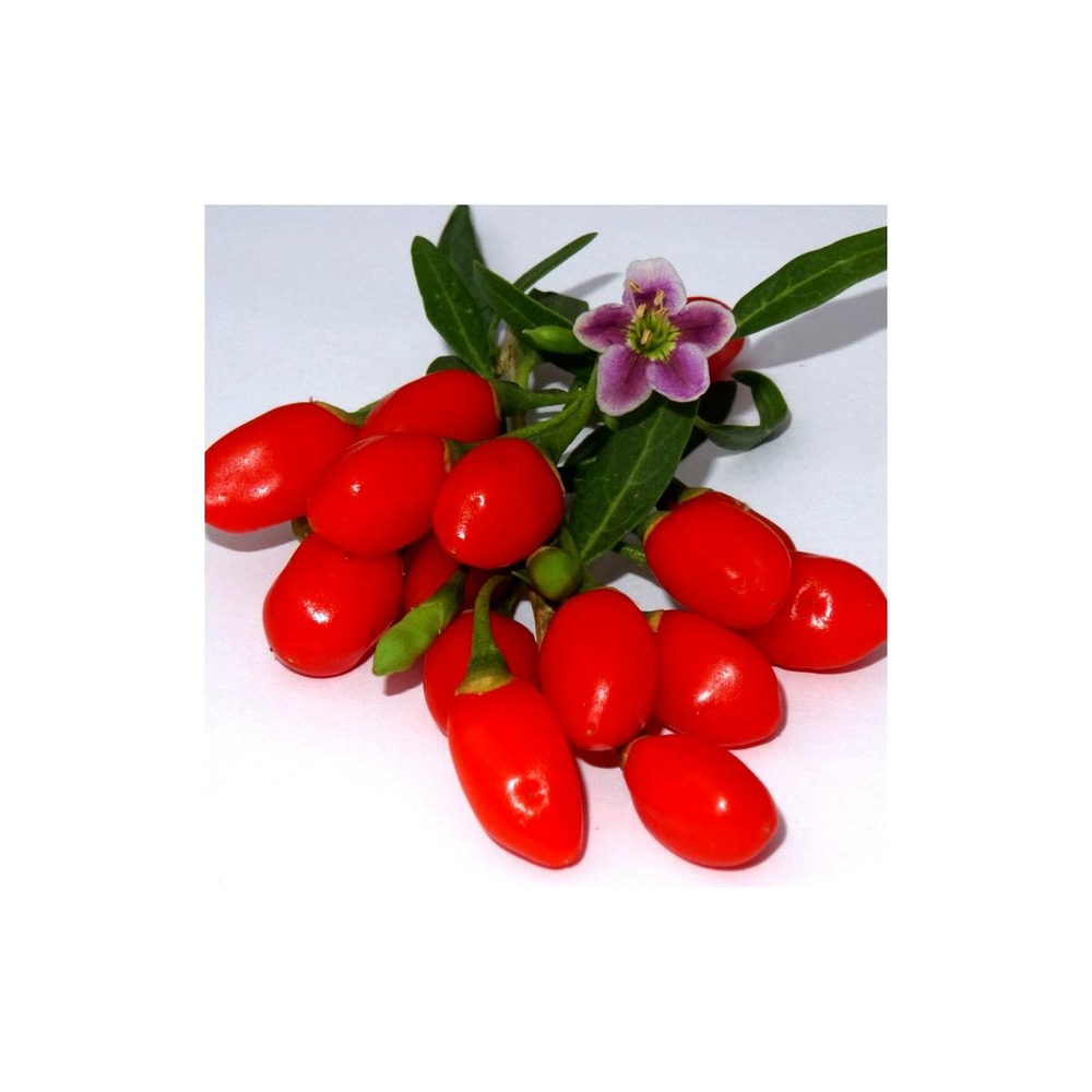 Baie de goji princess tao® 'fpw03'/lycium barbarum princess tao® 'fpw03'[-]pot de 3 l - 40/50 cm