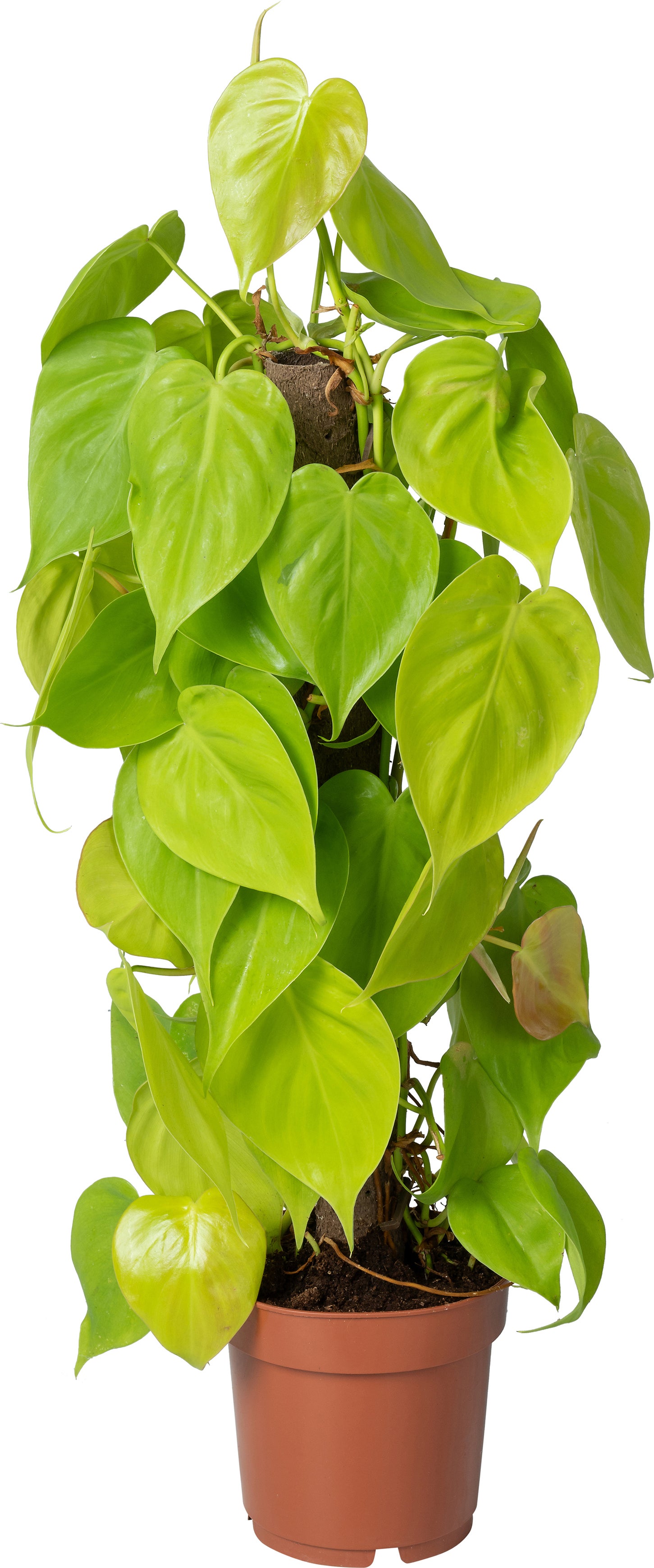 Philodendron op duurzame klimstok (Philodendron scandens 'Lime') D 14 H 50 cm