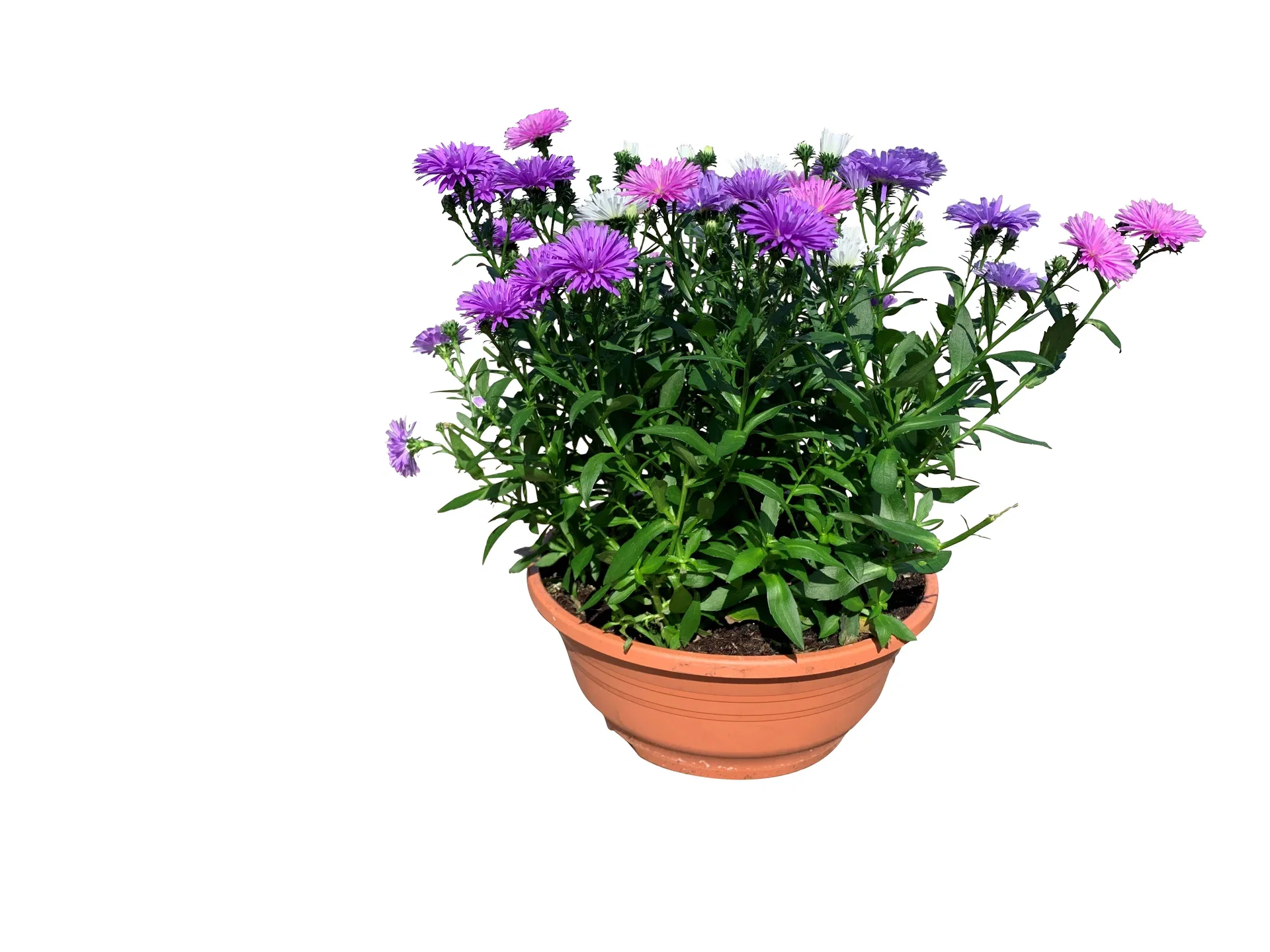 Symphyotrichum novi-belgii Aster i skål Ø23 cm