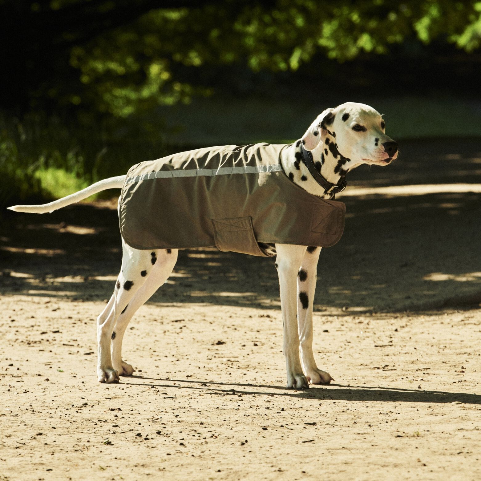 Poncho pour chien matière imperméable Kaki Clair