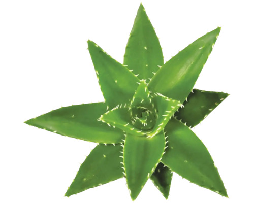 Aloe FloraSelf Aloe perfoliata H 20-25 cm Ø 14 cm pot