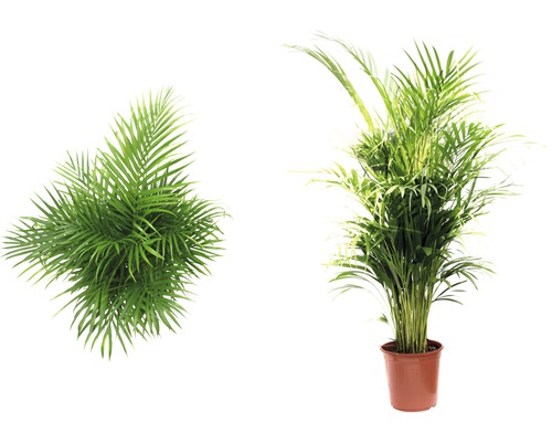 Golden Cane Palm FloraSelf Dypsis lutescens H 120-140 cm Ø 24 cm pot
