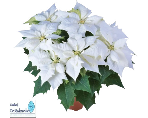 Witte kerstster FloraSelf Euphorbia pulcherima 'Alaska' Ø 15 cm pot