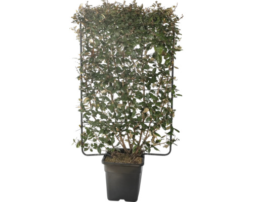 Wintergroene olijfwilg 'Compacta' trellis FloraSelf Elaeagnus ebbingei 'Compacta' H 120 B 80 cm Co 30 L