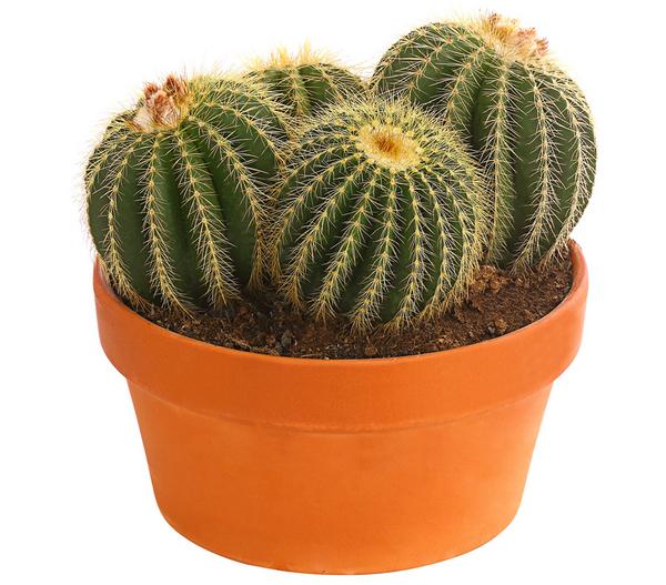 Schwiegermuttersitz - Echinocactus grusonii