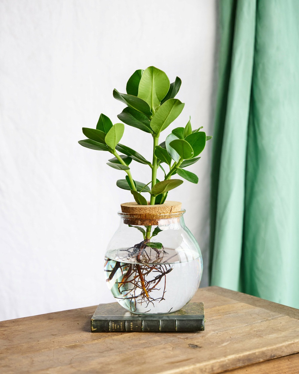 Plante d'intérieur - clusia rosea princess en hydroculture 30cm