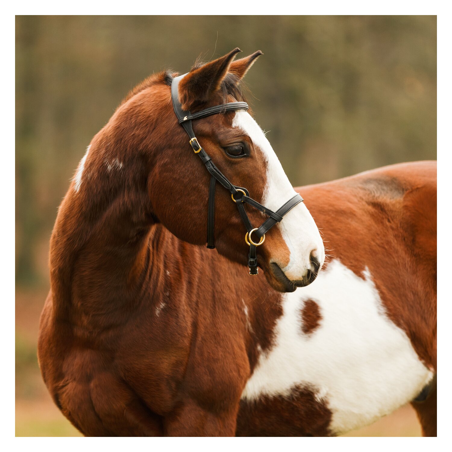 SABRO Sidepull - schwarz/messing - Warmblut