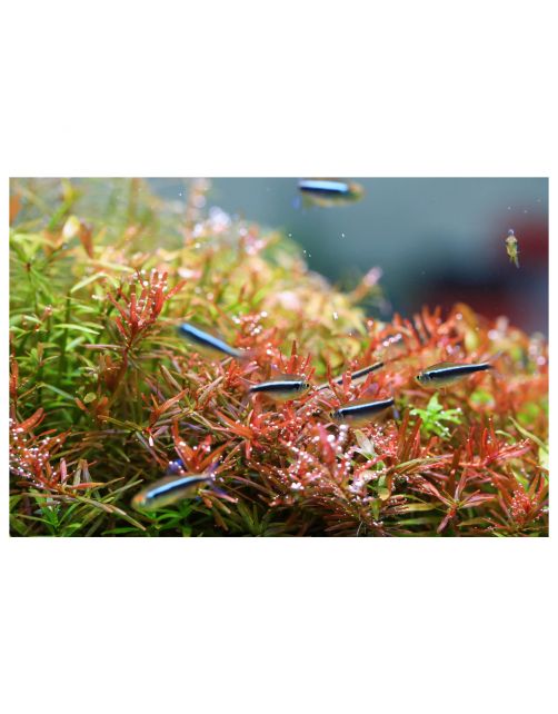 Twinstar Light Ii - Verlichting - 20b