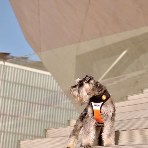 Coleira para cães Dashi Neo Mesh Stripes Laranja e Preta
